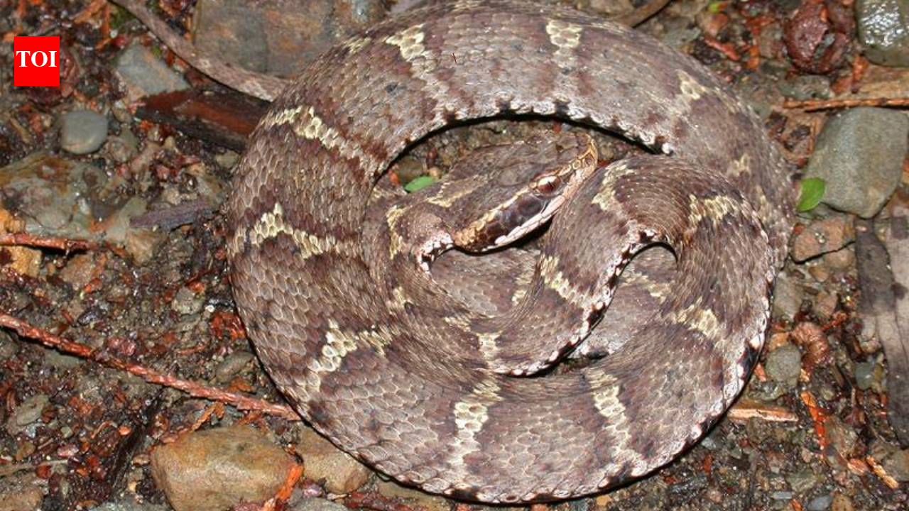 Japan’s 'deadly' Mamushi snake is moving closer to home—here is how to stay safe this summer.