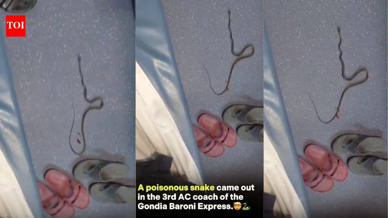 “Should we catch the snake?” Video shows poisonous snake in Gondia–Barauni Express 3AC coach; what travellers should do - The Times of India