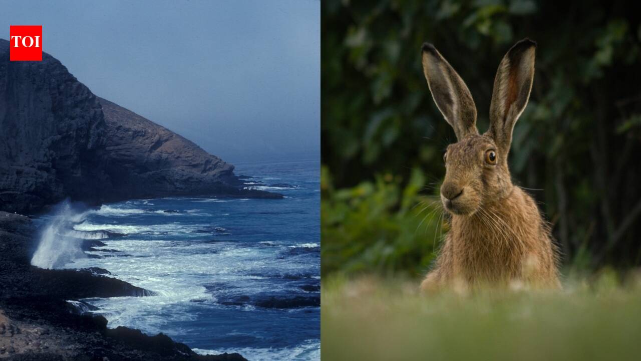 California removed invasive rabbits from Santa Barbara Island; its endangered native dudleya stopped declining, with 534 plants later counted
