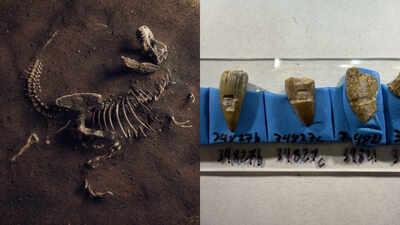 Fossil teeth from ancient North American coastlines suggest some dinosaurs supplemented land diets with seaweed and other marine food, revealing a coastal feeding link that existed more than 100 million years ago