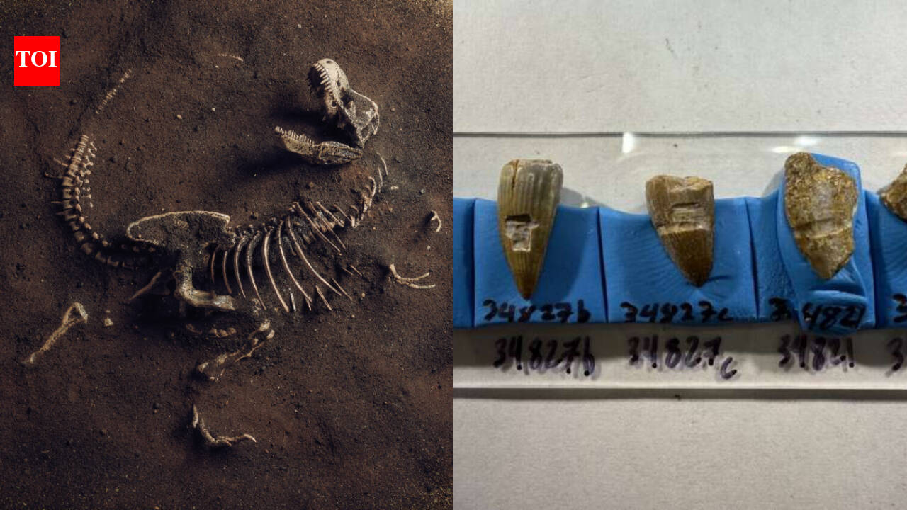 Fossil teeth suggest dinosaurs ate seaweed washed ashore 100 million years ago