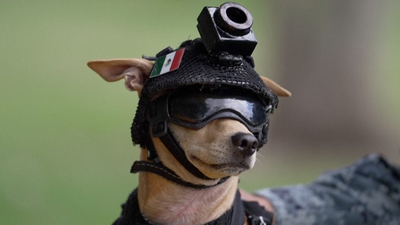  7-kg Chihuahua joins Mexico’s National Guard; trains for search-and-rescue work and appears at public events