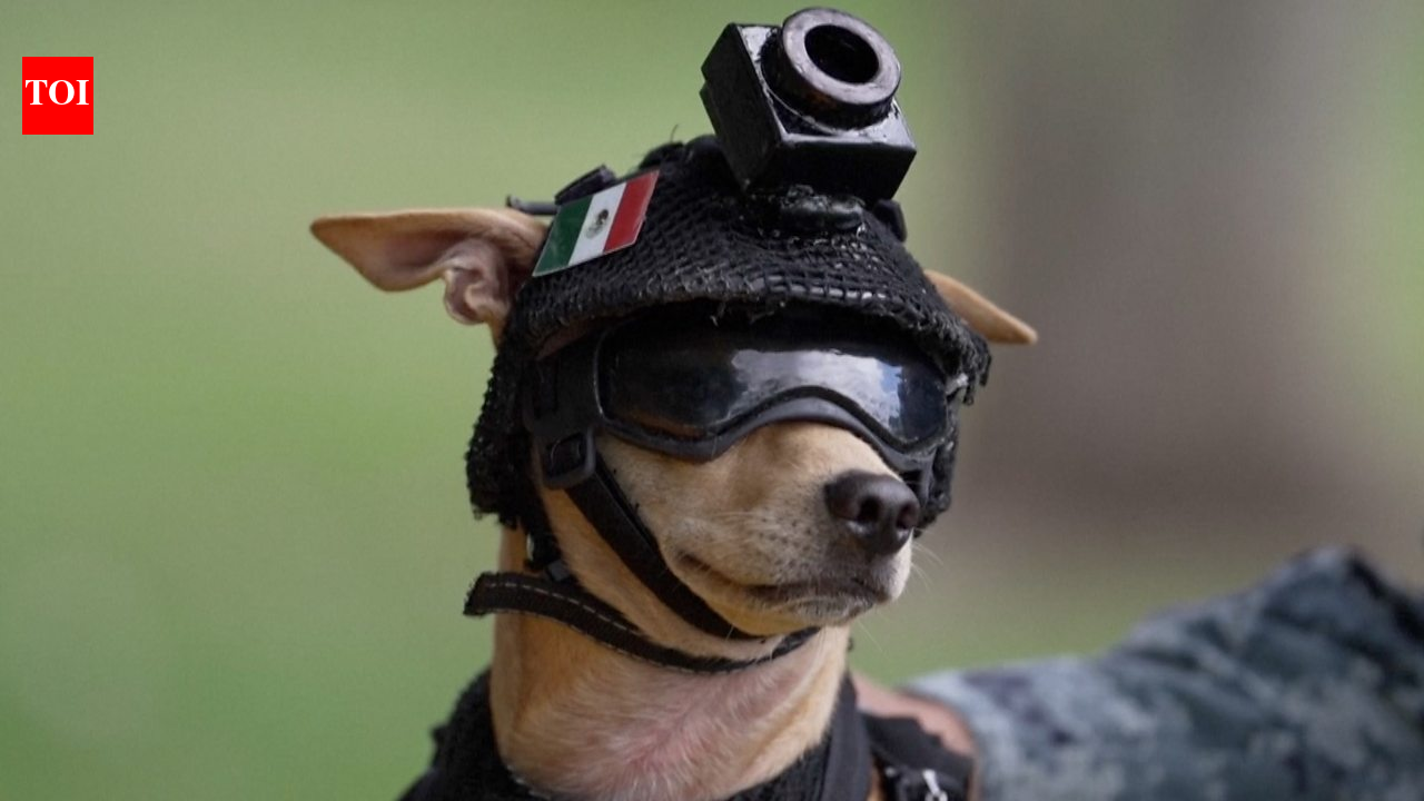 Meet Comando: 7-kg Chihuahua joins Mexico’s National Guard for rescue work