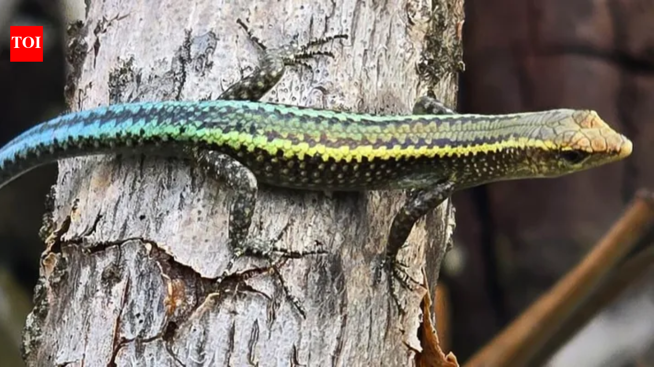 In 2010, just 66 Christmas Island blue-tailed skinks were saved; 15 years later, 545 were released on a new island