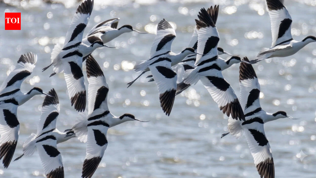 London sent 3 million tonnes of railway soil to rebuild Essex wetlands; bird numbers hit 39,000