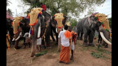 Use of elephants in religious ceremonies: Madras high court directs TN govt to frame standard operating procedure