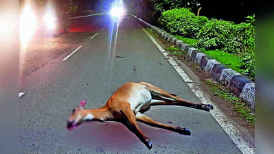 Nilgai dies in hit-&-run, but where’s the carcass?