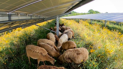 In 2018, a Vermont couple started with 30 sheep; seven years later, their solar-grazing business had 500 sheep managing vegetation across 1,500 acres of solar sites in the Northeast