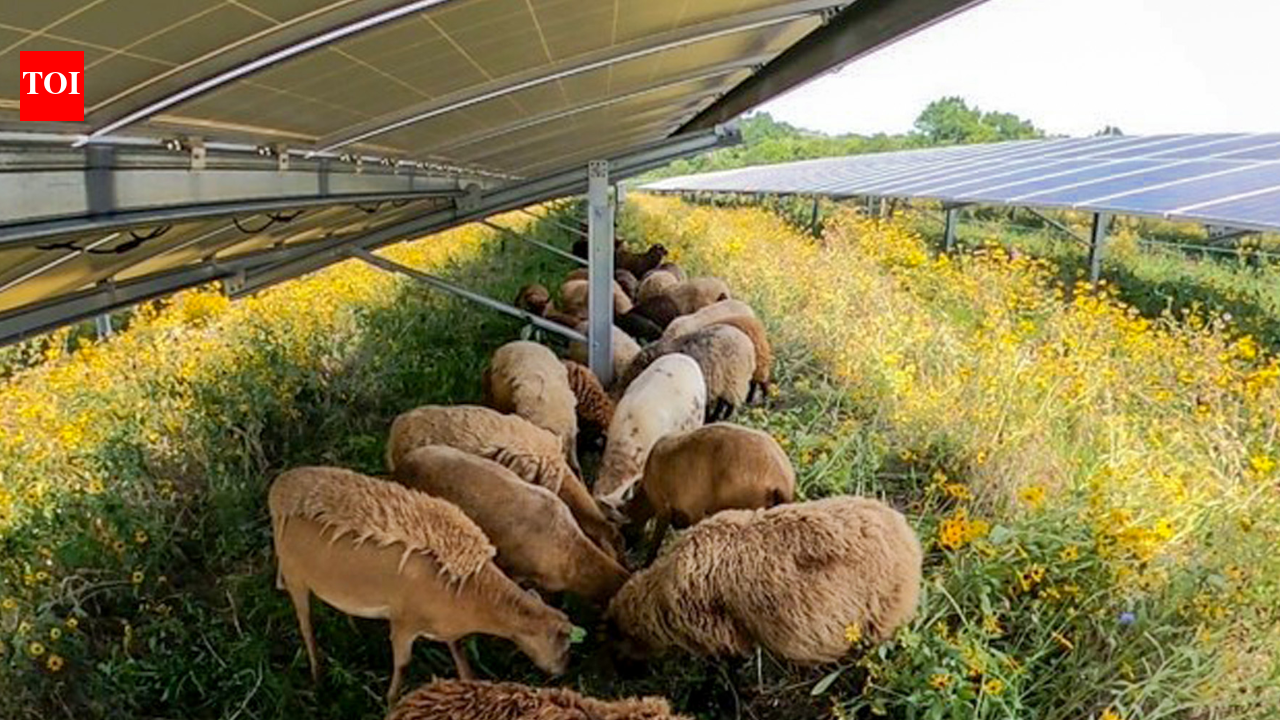 30 sheep to 500: How a Vermont couple turned solar farms into a thriving grazing business