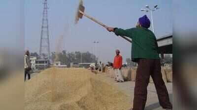 Moisture a dampener for paddy purchase in Ludh