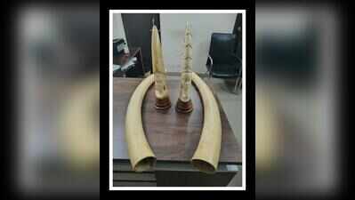 DRI seizes Four Elephant Tusks in Hyderabad; Arrests three