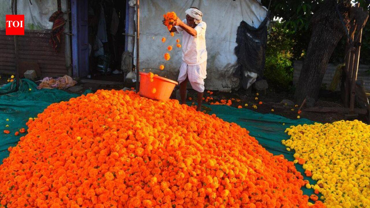 Farmers get 5 lakh local marigold plants, save Rs 20 lakh on procurements
