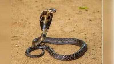 King cobras make unusual post-monsoon appearances in Sattari