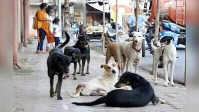 Betim dog deaths under lens