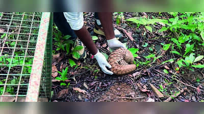 Forest dept rescues 2 pangolins from Pernem, Collem