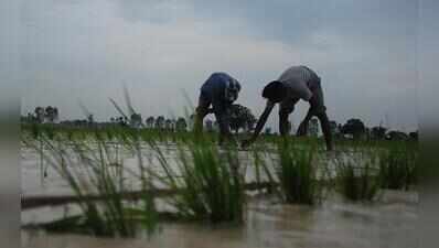 50-ft canal breach submerges paddy fields in Sangrur district