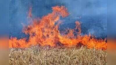 MP starts catching up as Punjab still accounts for 46% of farm fires