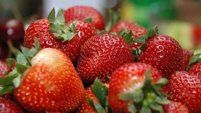 A fabric developed from military clothing research was placed over strawberry plants; field tests produced 3.56 times more fruit