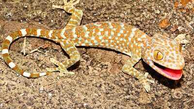 Tokay gecko: Meet the large blue-grey reptile known for its powerful bite and loud ‘tokay’ call