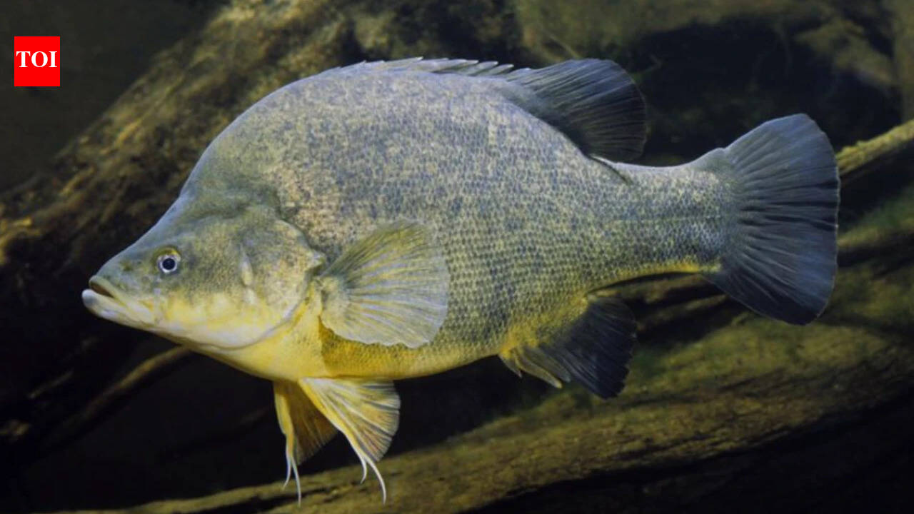 4,450 timber pieces restored 110 km of the Murray River, tripling Murray cod numbers