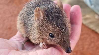Australia released 80 golden bandicoots into a predator-free sanctuary; 2.5 years later, their population has tripled to about 300