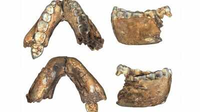 Researchers described 18 previously unpublished hominin fossils from South Africa, including an adult Homo erectus dated to 2 million years ago, 200,000 years older than other known adult fossils