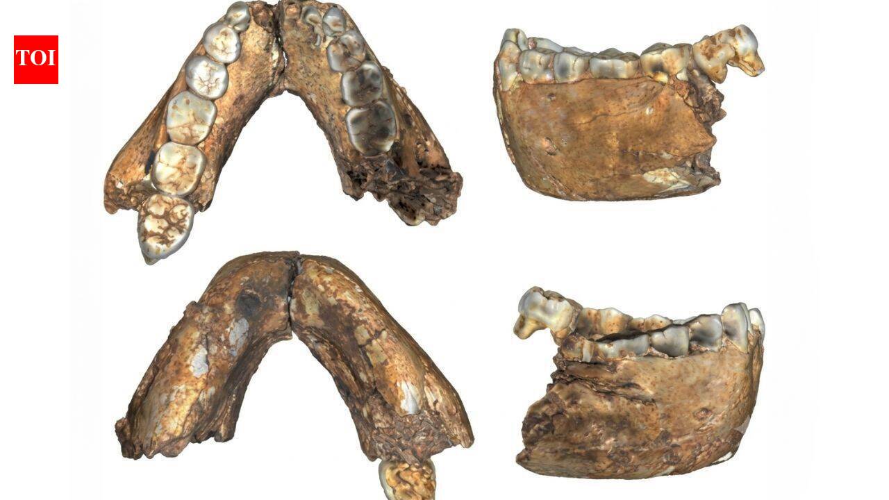 Adult Homo erectus fossil confirms species appeared in Africa 2 million years ago