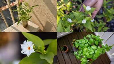 How to grow parijat in a pot on a small balcony: A simple step-by-step guide to fragrant night-blooming flowers at home