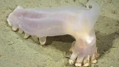 Scientists identified 57 new deep-sea species from Argentina's Mar del Plata Canyon, including a translucent sea cucumber nicknamed Loki after remotely operated vehicles explored the depths