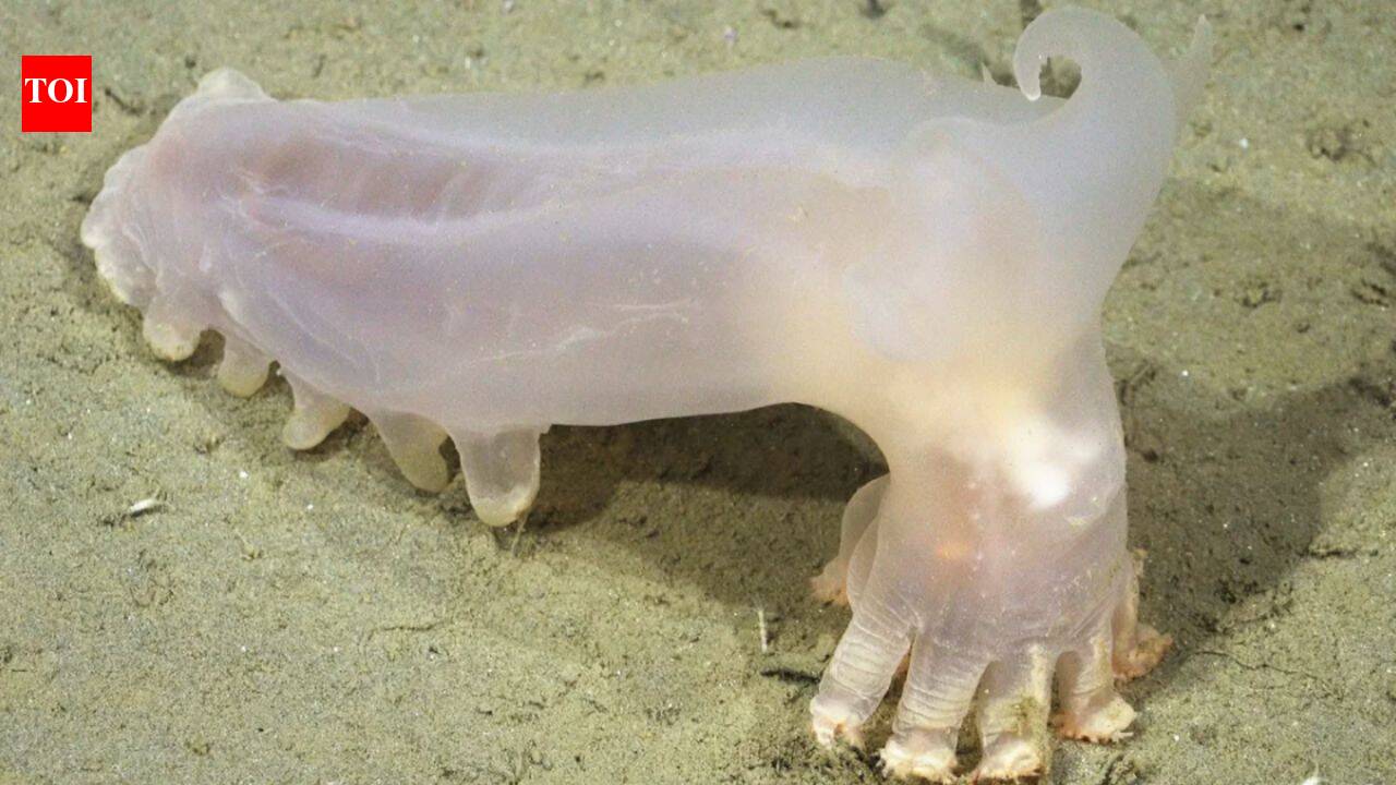57 new deep-sea species discovered in Argentina’s Mar del Plata Canyon, including ‘Loki’ sea cucumber