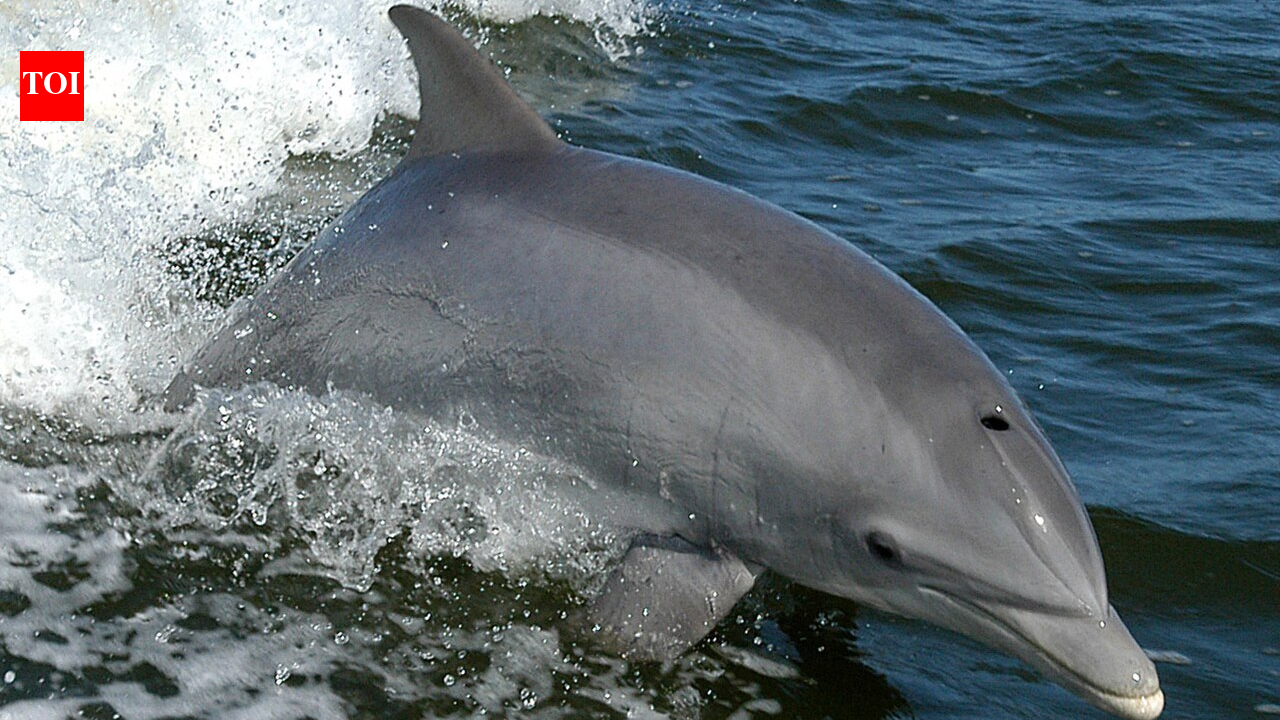 France paid dolphin hunters in 1865; study finds first recorded dolphin bounty
