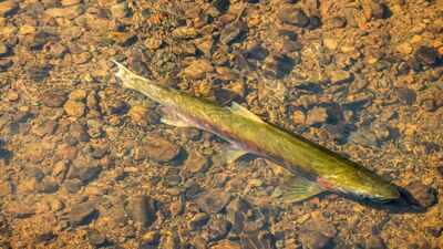 California's Mendocino rivers witnessed a record 30,000 endangered coho salmon; a decade ago, some runs had fewer than 3,000 fish