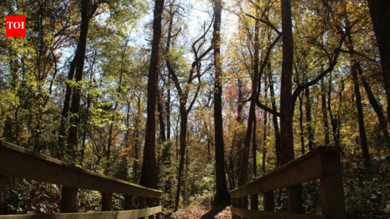 Georgia begins 10-year forest restoration at 132-acre Towaliga Preserve with data-centre partnership