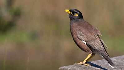 In 1915, mynas were introduced to the Cook Islands to control a coconut pest; by 2014, nearly 13,000 had been trapped after becoming pests