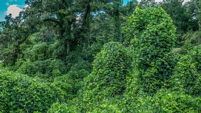 Texas is offering landowners up to $7,000 to remove invasive plants that are quietly choking out native species