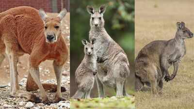 Australia once paid bounties to kill kangaroos and other marsupials; up to 27 million animals were destroyed