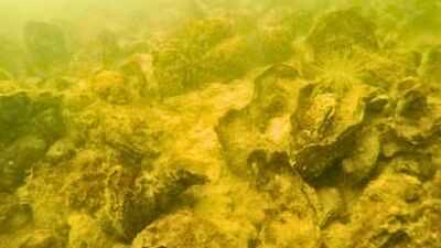 Maryland planted 2.49 billion oyster seeds in Harris Creek; the restoration has produced 343 acres of healthy reef