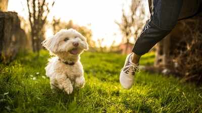 In 2021, Cambridge farmer Ben Webster spent £15,000 converting his sheep-grazing field that earned £300 a year into a private dog park; it now brings in up to £400 a week