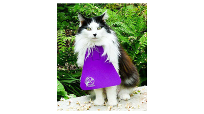 Scientists tracked cats wearing anti-hunting bibs; activity fell 15%, but roaming distances stayed unchanged
