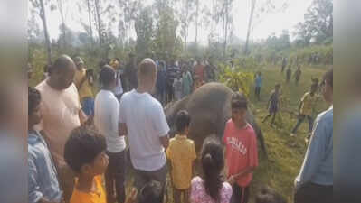 Female elephant ‘electrocuted’ in West Singbhum
