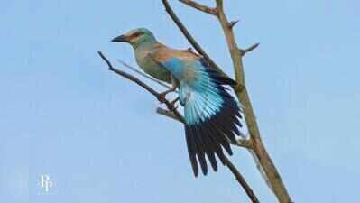 European Roller Birds Spotted in Kharghar, Navi Mumbai, Excite Birders