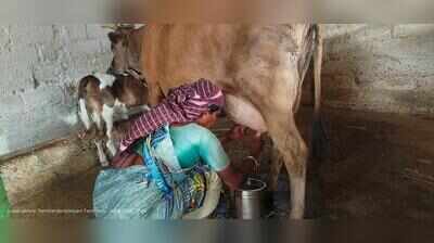 Milk procurement price goes up, retail rate likely to increase