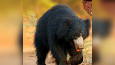 Monsoon opens an underground menu for Amrabad’s sloth bears