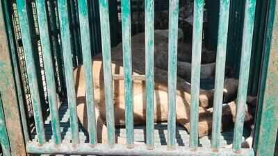 Lioness attacks 5 people in 12 hours in Amreli village, caged