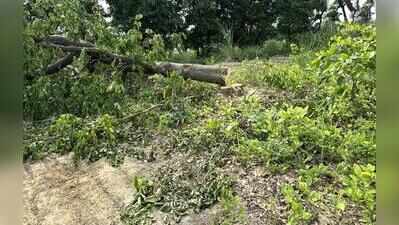 PWD told to plant 1.7L trees for forest cover lost to Kanwar road project