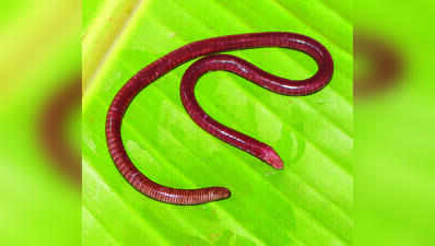 Finding of new species makes north Western Ghats caecilian biodiversity hotspot