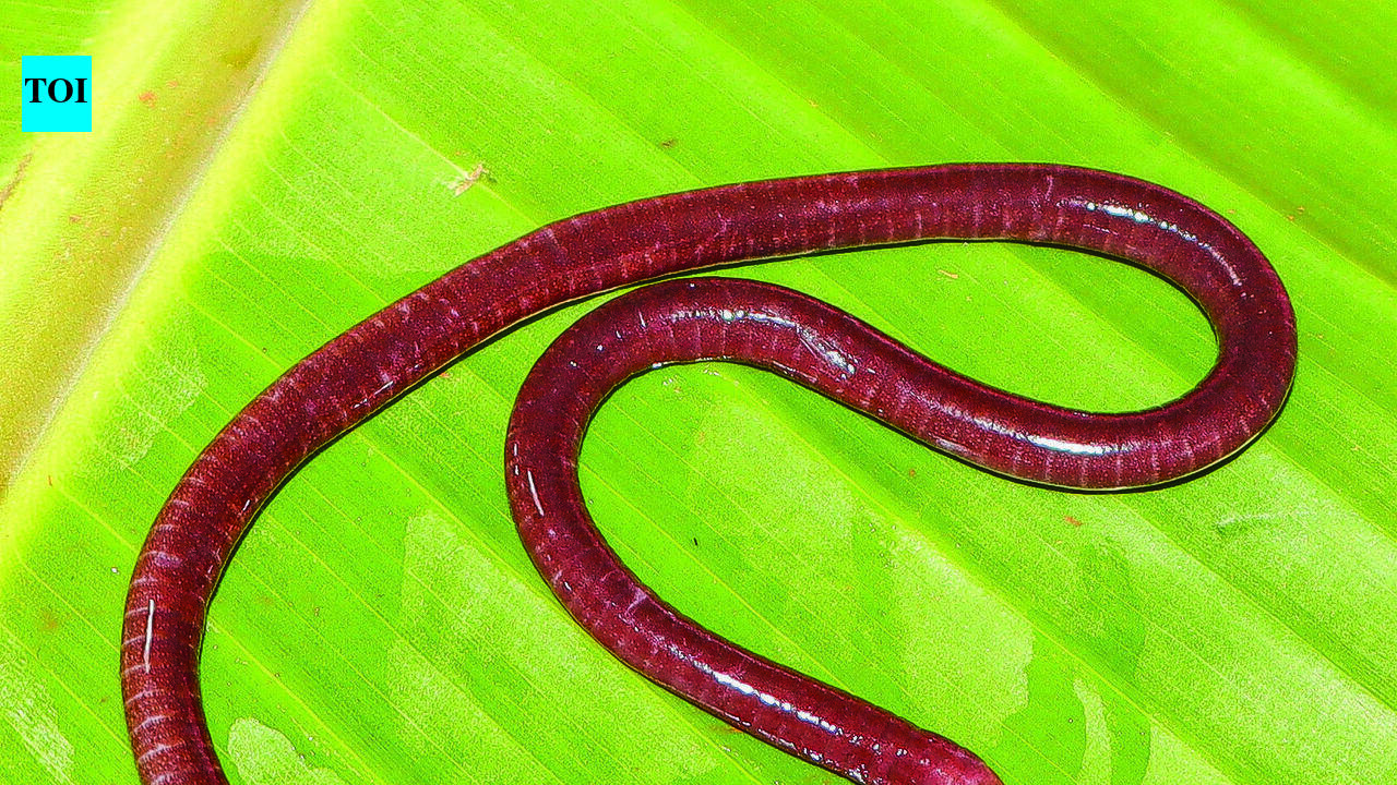 Finding of new species makes north Western Ghats caecilian biodiversity hotspot