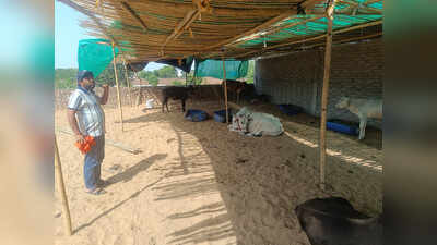 23 cattle battling lumpy skin disease at Hisar isolation centre, 7 die