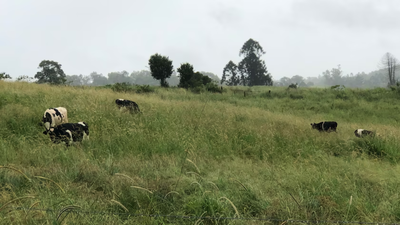 Queensland dairy farmer Libby Rough opened just four campsites after drought forced her family to sell 40 cows; by January 2022, the riverside pitches had brought in more than A$50,000