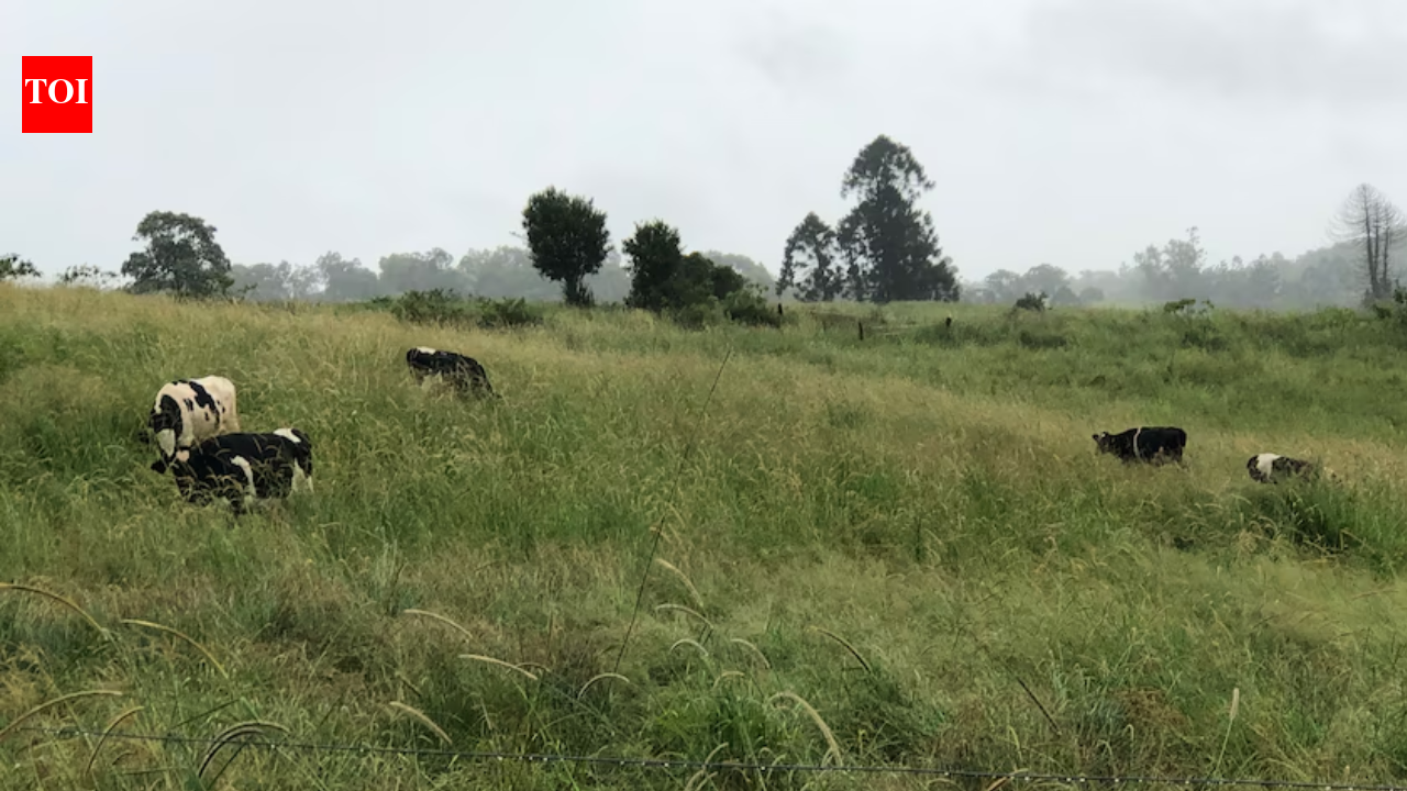 Queensland dairy farmer opened four campsites after drought forced her family to sell 40 cows